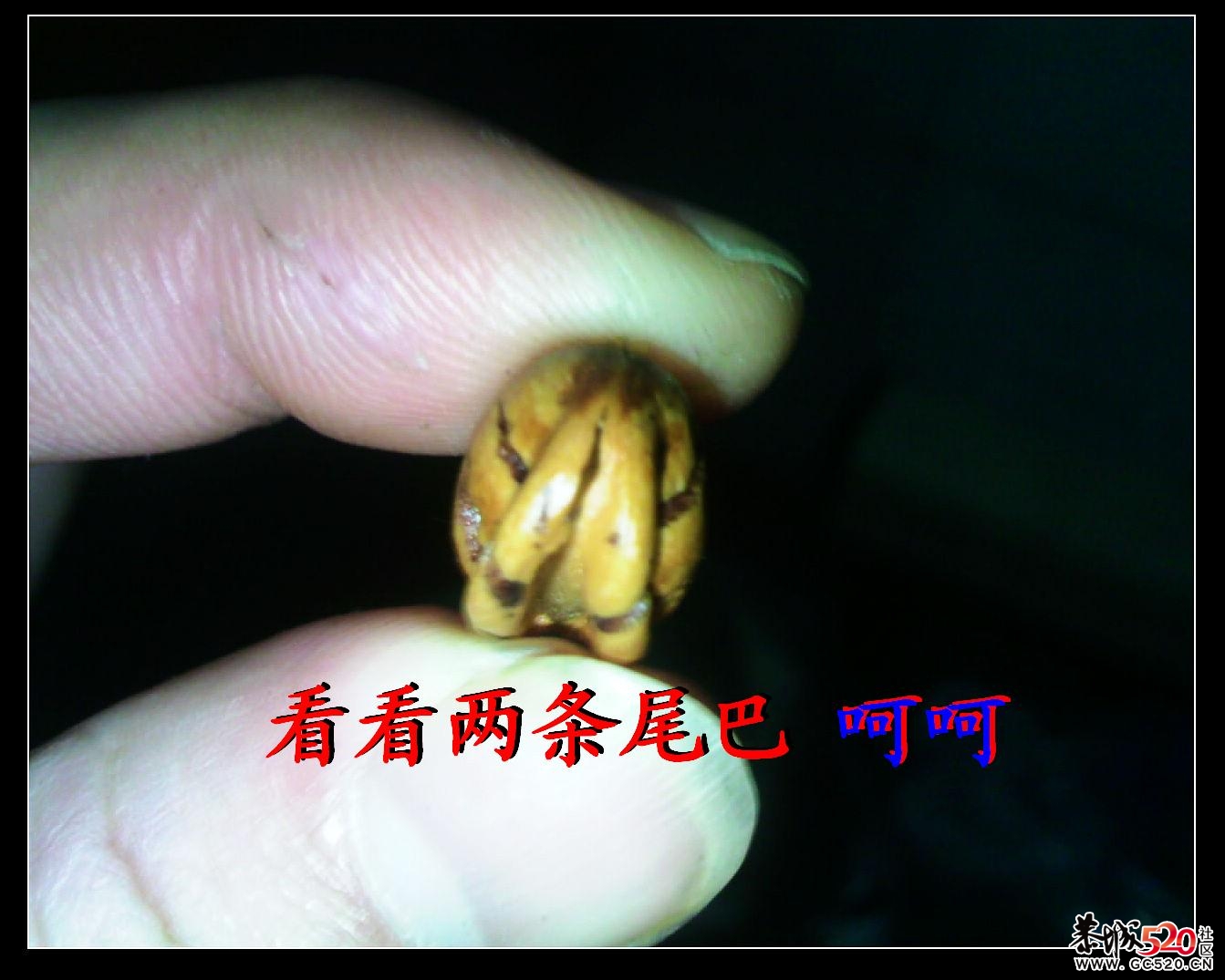 快来看看两条尾巴的老鼠262 / 作者:排散 / 帖子ID:5327