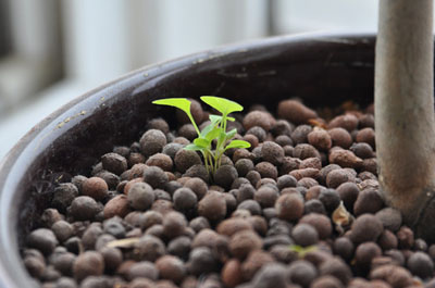 信念是一粒种子133 / 作者:好孩子 / 帖子ID:5410