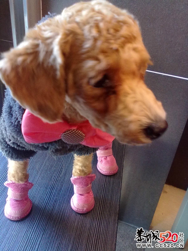 鸡蛋蛋满5个月，再次报道。108 / 作者:龙猫猫猫 / 帖子ID:5570