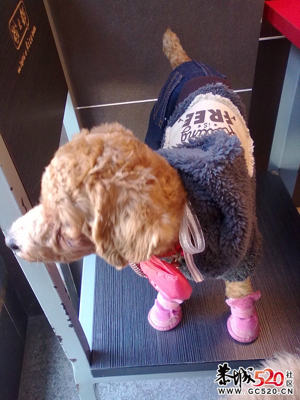 鸡蛋蛋满5个月，再次报道。417 / 作者:龙猫猫猫 / 帖子ID:5570