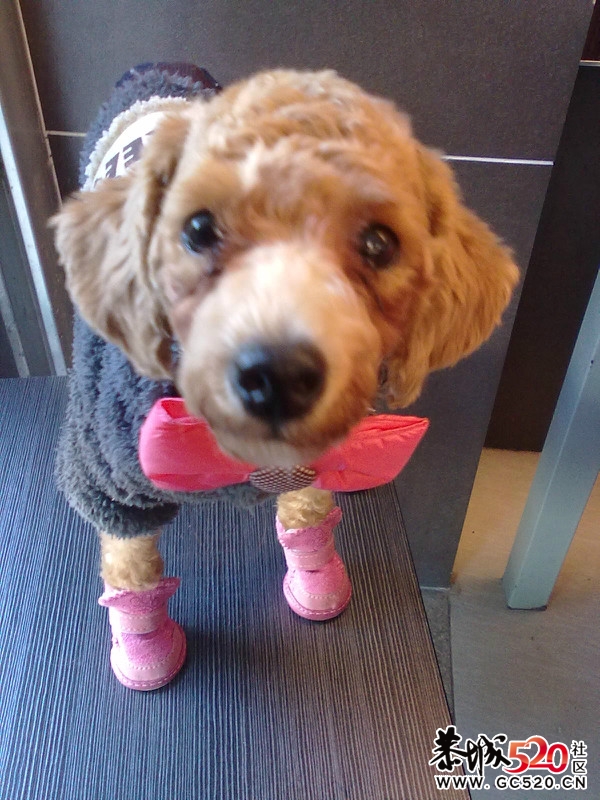 鸡蛋蛋满5个月，再次报道。502 / 作者:龙猫猫猫 / 帖子ID:5570