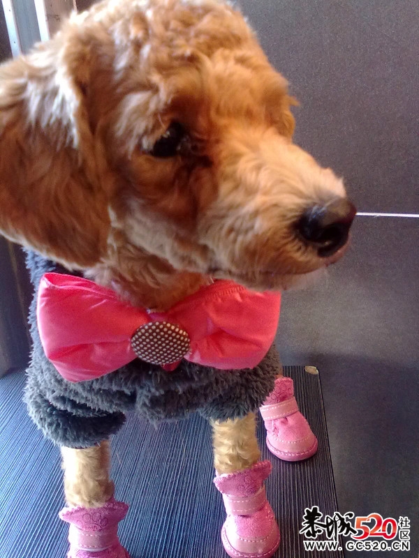 鸡蛋蛋满5个月，再次报道。973 / 作者:龙猫猫猫 / 帖子ID:5570