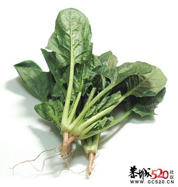 让你变瘦的八种营养食品595 / 作者:排排坐分果果 / 帖子ID:5647