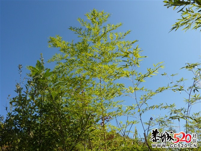 茶江户外驴行榴石顶部分PP328 / 作者:福民侠 / 帖子ID:5710