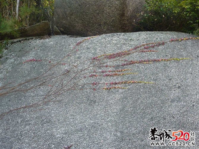 茶江户外驴行榴石顶部分PP508 / 作者:福民侠 / 帖子ID:5710