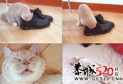 ：一只猫咪自杀过程！764 / 作者:罂粟 / 帖子ID:5949