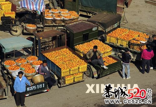 “中国月柿之乡”月柿丰产难销475 / 作者:翠微瑶人 / 帖子ID:5960