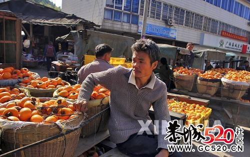 “中国月柿之乡”月柿丰产难销687 / 作者:翠微瑶人 / 帖子ID:5960