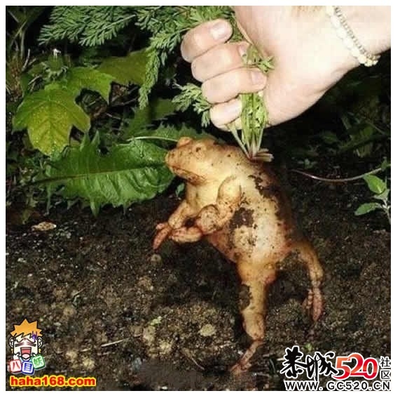 围观！蚂拐萝卜！731 / 作者:淘气蜻蜓 / 帖子ID:6117