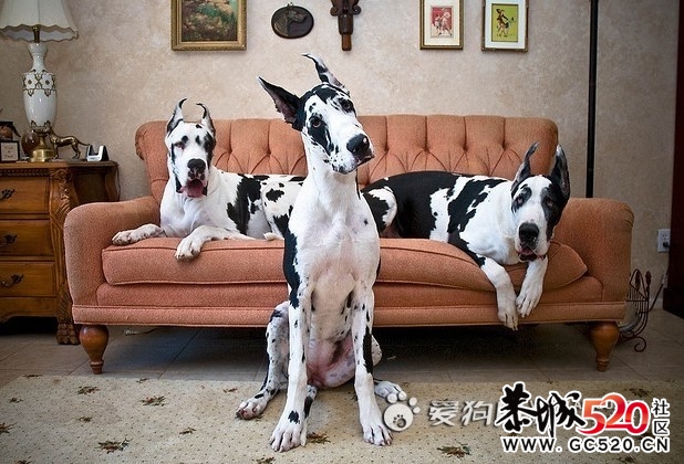 猛犬604 / 作者:cheap_monday / 帖子ID:6435