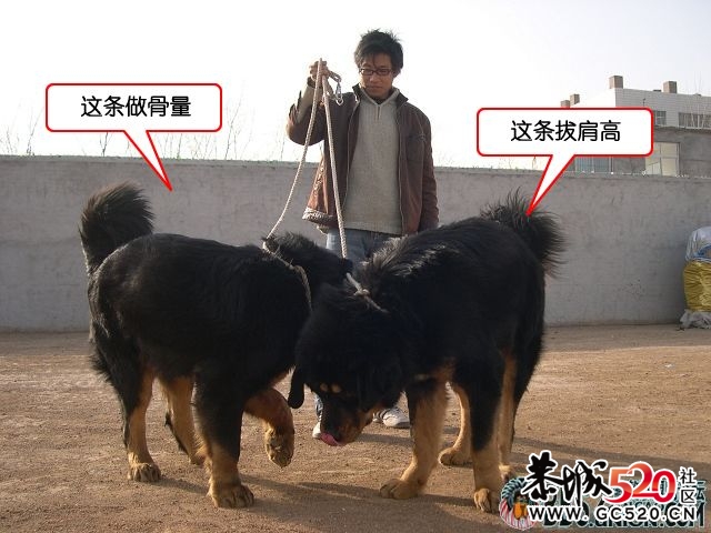 猛犬290 / 作者:cheap_monday / 帖子ID:6435