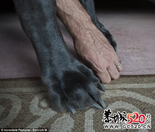 猛犬954 / 作者:cheap_monday / 帖子ID:6435