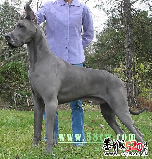 猛犬930 / 作者:cheap_monday / 帖子ID:6435