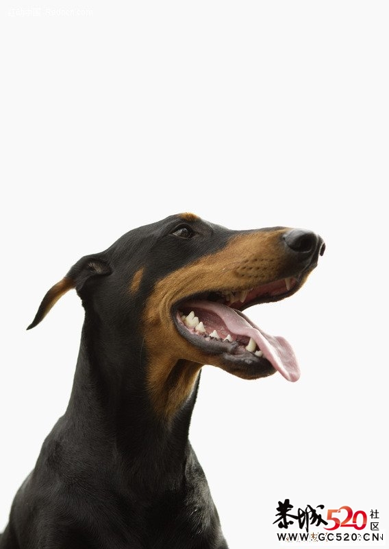 猛犬85 / 作者:cheap_monday / 帖子ID:6435