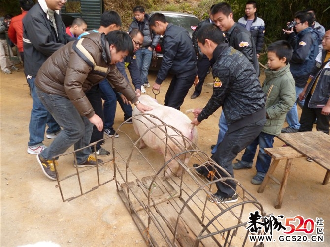 昨天年猪喜乐会图片汇集帖 各路英雄豪杰汇集935 / 作者:星想事成 / 帖子ID:6409