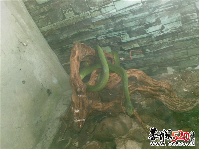 瑶山野味。。765 / 作者:大鸟 / 帖子ID:6497