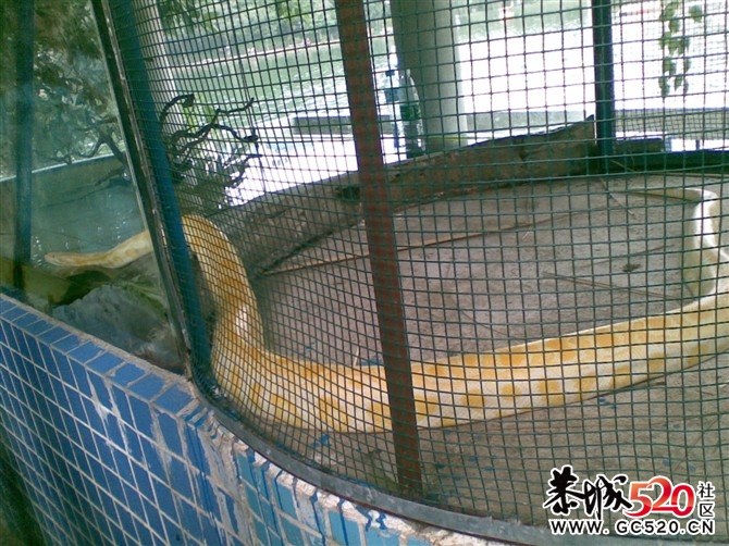 瑶山野味。。743 / 作者:大鸟 / 帖子ID:6497