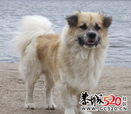 寻狗启示~！！！急急急！！！！419 / 作者:努努123 / 帖子ID:6507