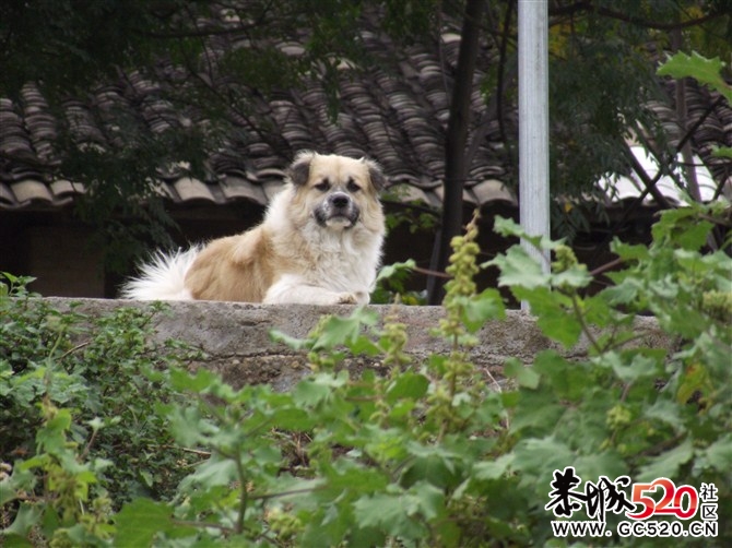 寻狗启示~！！！急急急！！！！669 / 作者:努努123 / 帖子ID:6507