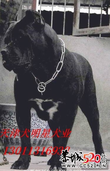卡斯罗系列588 / 作者:cheap_monday / 帖子ID:6554