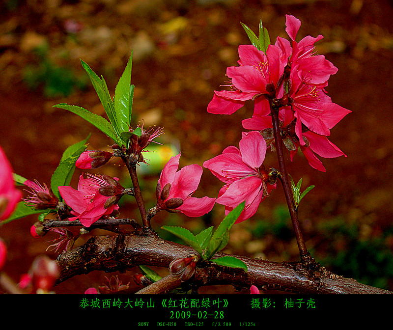 晒几张一年级作品求教323 / 作者:柚子壳※ / 帖子ID:6711