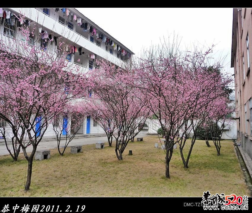 恭城中学校园一瞥592 / 作者:平安大叔 / 帖子ID:6788