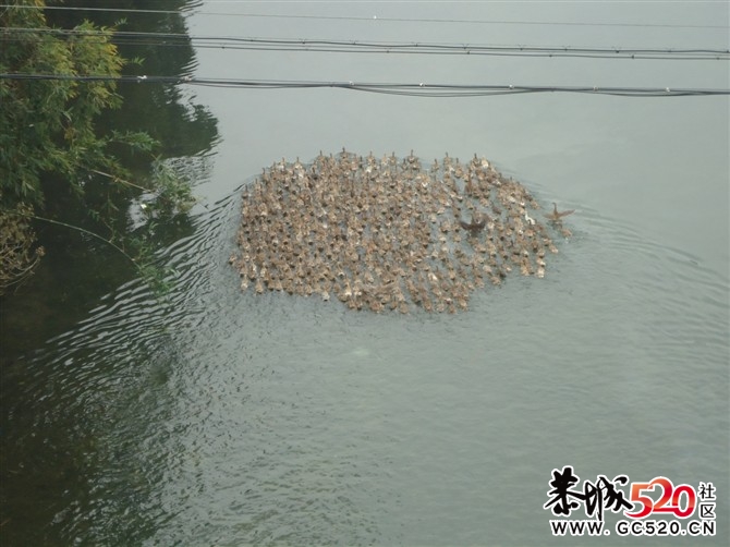 茶江的船儿那个飘。。。98 / 作者:じ静水流深↘ / 帖子ID:6807