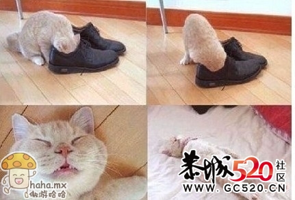 好奇心害死猫~905 / 作者:绵花糖 / 帖子ID:6907