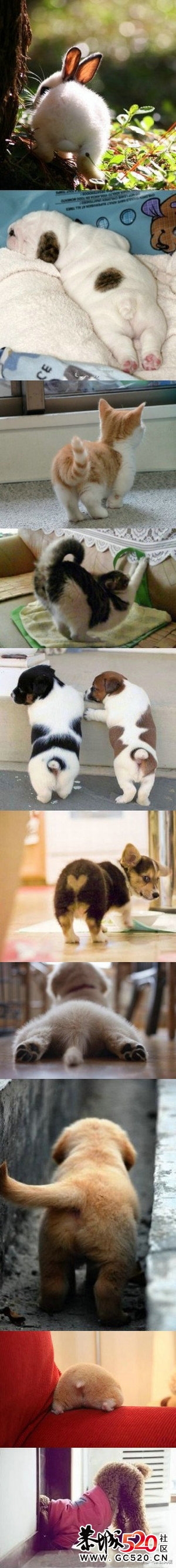 销魂性感小屁屁 总有一个萌倒你721 / 作者:淘气蜻蜓 / 帖子ID:7007