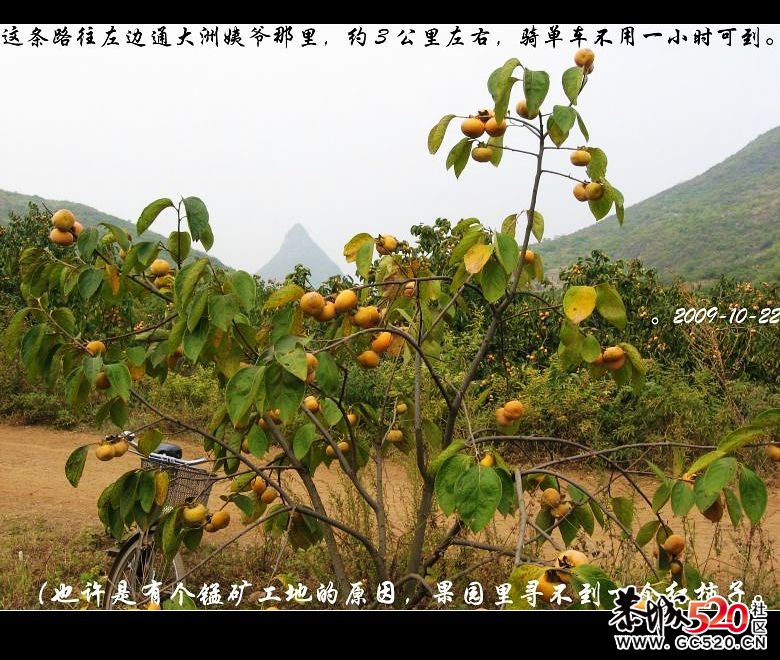 两年前骑单车经乐湾、红水塘到与平乐交界处一游&lt;一&gt;989 / 作者:平安大叔 / 帖子ID:7196
