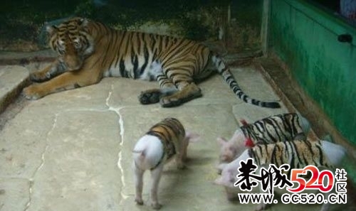 总觉得这几个孩子不太对劲753 / 作者:雷雨天放风筝 / 帖子ID:7331