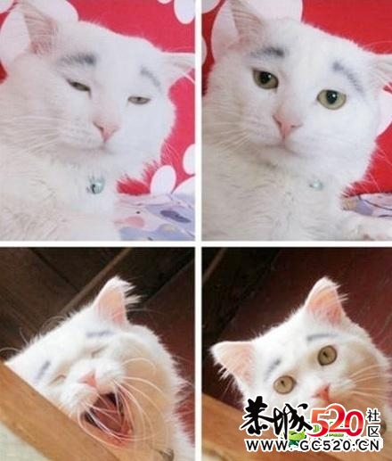 它的表情好贱啊....147 / 作者:萝卜酸送粥 / 帖子ID:7350