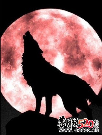 《狼图腾》狼的50格言329 / 作者:莫醒我 / 帖子ID:7416