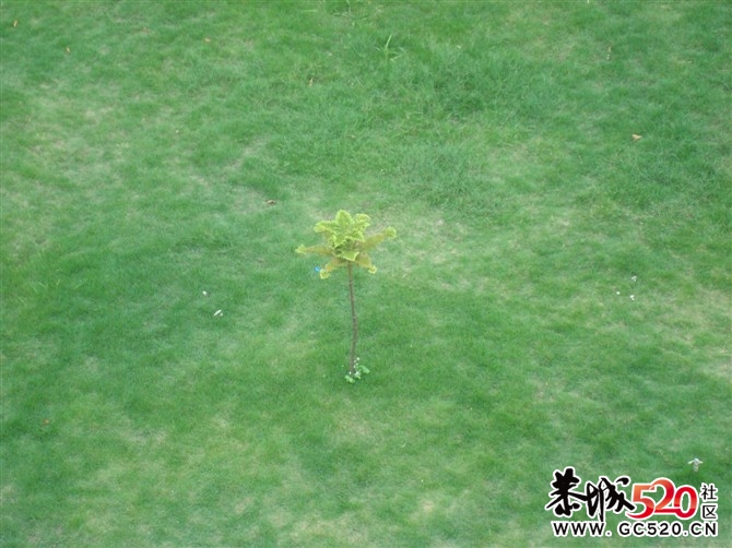 哪位同志来贴些现在莲花中学校园校貌的图片啊？高中时代在那里度过，很多年没去那里了986 / 作者:蝶蝶 / 帖子ID:7431