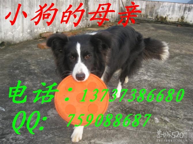 边牧宝宝找新家了538 / 作者:边牧西西 / 帖子ID:7596
