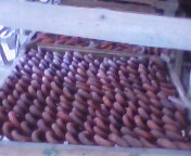 我家晒的柿饼405 / 作者:我不是黄蓉 / 帖子ID:7669