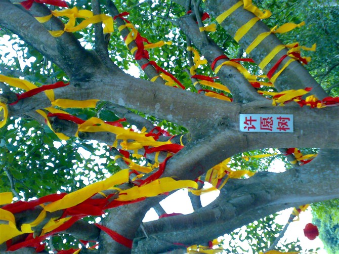 崇左石景林64 / 作者:热爱五月天 / 帖子ID:159110