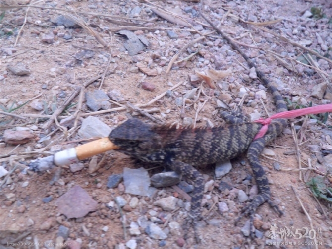 烧烟的鸡公蛇、、、哈哈67 / 作者:资深五迷 / 帖子ID:7731