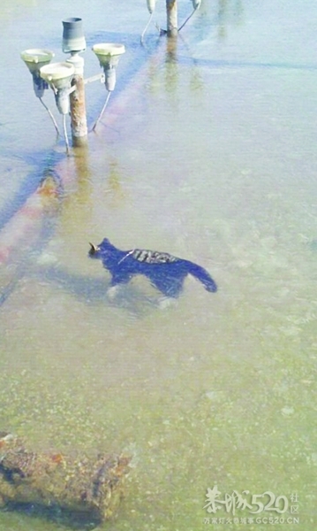 可怜的猫咪被冻成“冰猫”~！481 / 作者:请叫我宅男先生 / 帖子ID:7793