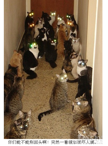 山寨无所不在，是背靠背还是臀靠臀？求鉴定！870 / 作者:237272866 / 帖子ID:7890