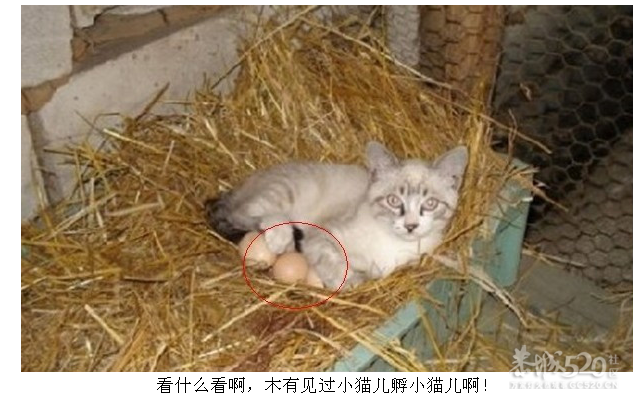 山寨无所不在，是背靠背还是臀靠臀？求鉴定！134 / 作者:237272866 / 帖子ID:7890