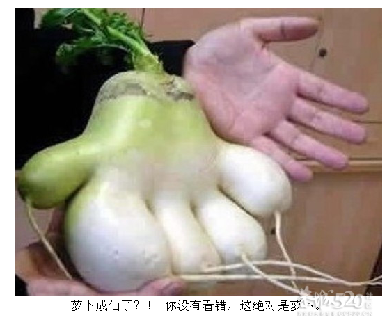 山寨无所不在，是背靠背还是臀靠臀？求鉴定！863 / 作者:237272866 / 帖子ID:7890