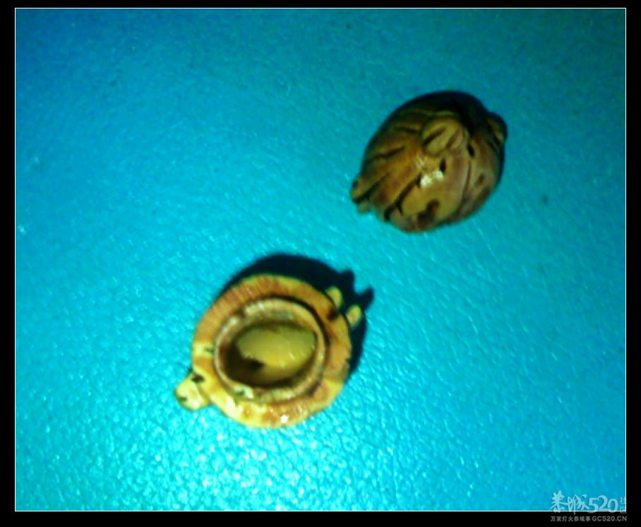 小玩意，搞起好耍子57 / 作者:排散 / 帖子ID:8336