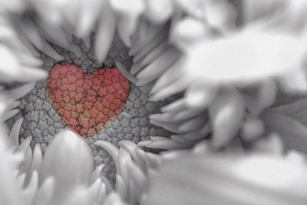 看、不一样的菊花。878 / 作者:講不醜 / 帖子ID:8352