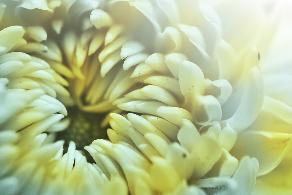 看、不一样的菊花。787 / 作者:講不醜 / 帖子ID:8352