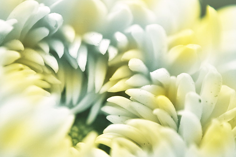 看、不一样的菊花。830 / 作者:講不醜 / 帖子ID:8352