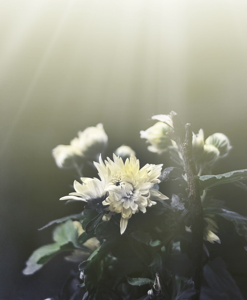 看、不一样的菊花。958 / 作者:講不醜 / 帖子ID:8352