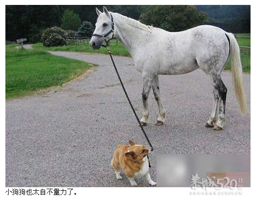 内涵，哈哈。很内涵355 / 作者:237272866 / 帖子ID:8991