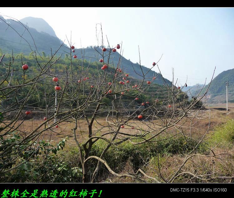 东科农村小景一组。797 / 作者:平安大叔 / 帖子ID:9039