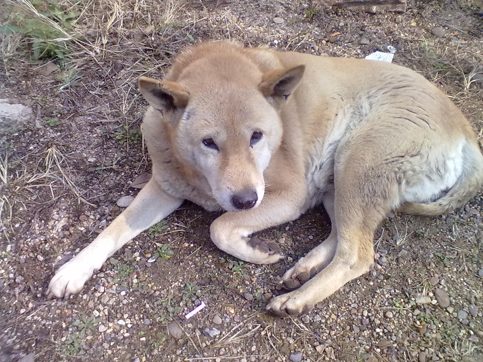 我家养了15年的老狗狗。108 / 作者:扯卵谈 / 帖子ID:9065